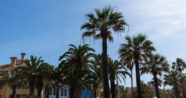 Sotogrande limanında güzel renkli evler, San Roque, Cadiz, Costa del Sol, Endülüs, İspanya.