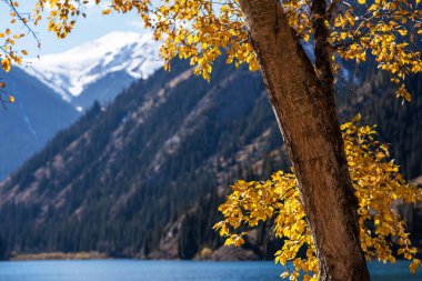 Sonbahar manzarası. Sarı renkli ağaç, sonbahar ormanında kırmızı-turuncu yaprak. Soyut sonbahar doğası, güzellik sahnesi, Ekim mevsimi, güneş, mavi gökyüzü. Doğanın sonbahar yaprakları.
