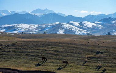 Atlar çayırlarda karlı arka planda otluyor. Dağ sırasına bak.