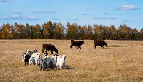 Осенью Поле Пасутся Коровы Козы Сельская Ферма Лицензионные Стоковые Изображения