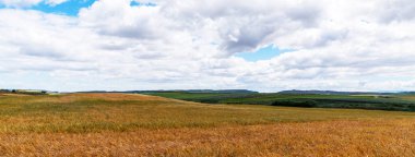 Yeşil ve altın buğday tarlalarının güzel manzarası, İspanya 'da geniş tarım arazileri. Kırsal bölge.