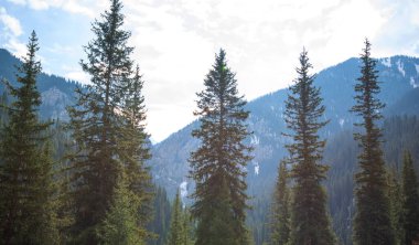 tall evergreen trees standing prominently in the foreground, with a dense forest on a mountain slope under a hazy sky in the background