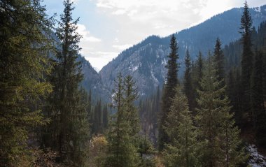 tall evergreen trees standing prominently in the foreground, with a dense forest on a mountain slope under a hazy sky in the background