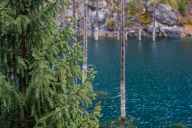 lush green pine branches in the foreground, with a serene turquoise lake and a pattern of stark, bare tree trunks rising from the water in the background