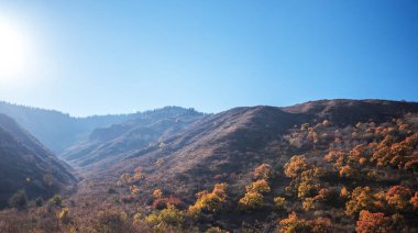 a sunlit mountain slope dotted with trees displaying vibrant autumn colors, under a bright blue sky with sunlight streaming from the corner