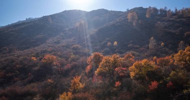a sunlit mountain slope dotted with trees displaying vibrant autumn colors, under a bright blue sky with sunlight streaming from the corner