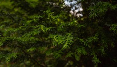 Yeşil yapraklı arka plan, doğal arka plan. Yeşil yaprakların arka planına karşı doğanın yakın görüntüsü. Tropikal yaprak.
