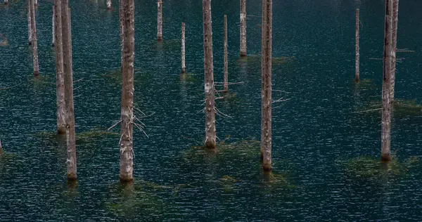stock image a close view of a group of stark, bare tree trunks standing in the still waters of a lake, creating a patterned appearance on the water's surface.