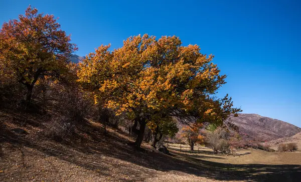 stock image a tranquil autumn scene with robust trees clad in vibrant orange and yellow leaves against a backdrop of a clear blue sky and distant mountains