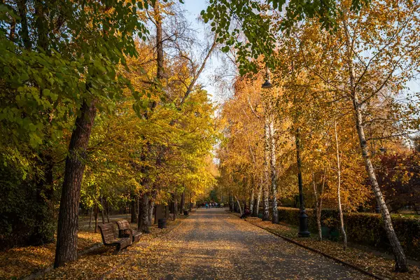 a peaceful walkway lined with tall trees with orange autumn leaves, with people walking and enjoying the serene park atmosphere