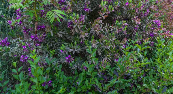 abundant display of foliage with vibrant purple flowers intermingled with green leaves, presenting a lush, dense garden scene.