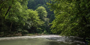 Güneydoğu Asya 'nın tropik ormanları. Yeşillik astropikal ormandaki temiz dağ deresi.