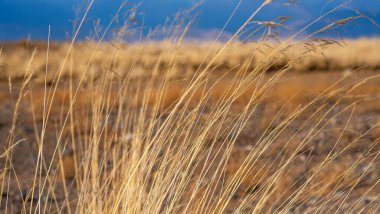 Rüzgarda sallanan uzun otların seçici odağı. Sarı yabani otlar dağ sırasının arka planına karşı. İnanılmaz bulutlu gökyüzü ile güzel bir manzara..