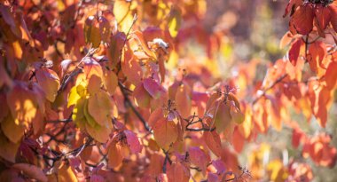 Ağaçlar ve güneşli güzel sonbahar manzarası. Parkta renkli yapraklar var. Batan güneşin arka plan ışığıyla doğal arkaplan.