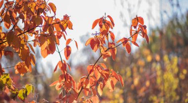 Ağaçlar ve güneşli güzel sonbahar manzarası. Parkta renkli yapraklar var. Batan güneşin arka plan ışığıyla doğal arkaplan.