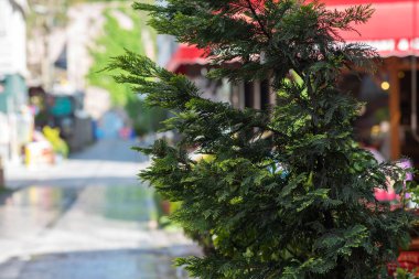 Şehir caddesi manzarası, yaya yolu ile sınırda yeşil thuja dalları var. Yaz soyut bulanık arkaplan. Işık bulanıklaşır odak bokeh. Güneşli parlak renkli güneş günü görüntüsü.