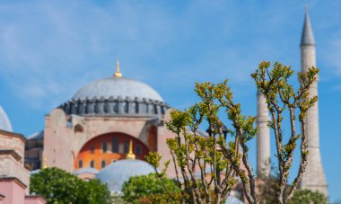İstanbul 'daki Ayasofya, açık mavi gökyüzüne uzanan büyük kubbeleri ve minareleri ön plandaki narin bahar tomurcuklarıyla tamamlanmış.