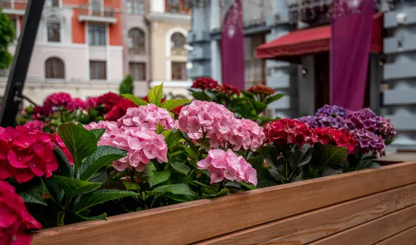 stock image Lush hydrangeas in vivid pinks and purples bloom vibrantly at a cozy outdoor cafe, with manicured trees and elegant urban facades forming a charming backdrop