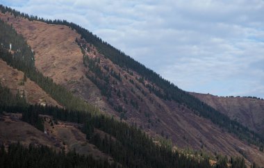 Kozalaklı ağaçlarla benekli bir dağ yamacının manzarası, bitki örtüsünün zıt renkleri, yumuşak bulutlarla dolu bir gökyüzünün altında sonbahardan kışın başına geçişi akla getiriyor.