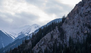 majestic snow-capped mountains rising above a dense coniferous forest, with the overcast sky suggesting the quiet cold of a winter or late autumn season in a high alpine environment clipart