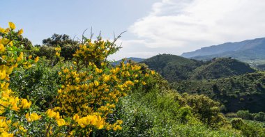 Canlı sarı çiçekler yeşil bir manzarayı çerçeveler, yuvarlanan tepeler yumuşak mavi bir gökyüzü altında uzak platolara yükselir..