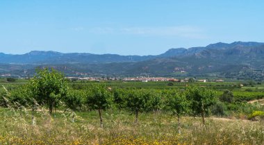 A lush orchard in Catalonia, with young trees neatly aligned amidst wildflowers. The clear blue sky and distant mountains picturesque rural landscape, beauty of Mediterranean agriculture. clipart