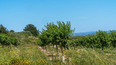 A lush orchard in Catalonia, with young trees neatly aligned amidst wildflowers. The clear blue sky and distant mountains picturesque rural landscape, beauty of Mediterranean agriculture. clipart