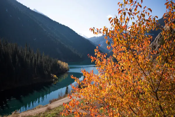 stock image an alpine lake with foreground branches bearing vibrant autumn leaves, contrasting against the tranquil blues of the water and the dark green of the coniferous forests on the mountain slopes