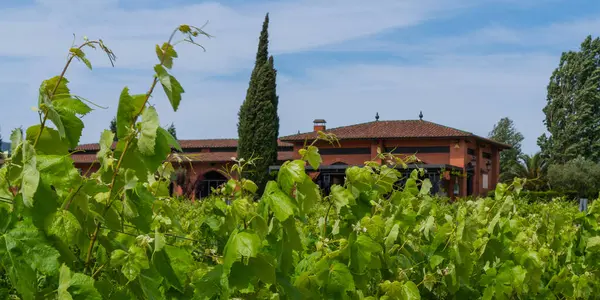 stock image a vineyard, with rows of vibrant grapevines leading towards an elegant estate, set against a backdrop of lush hills, a testament to the wine country's serene beauty