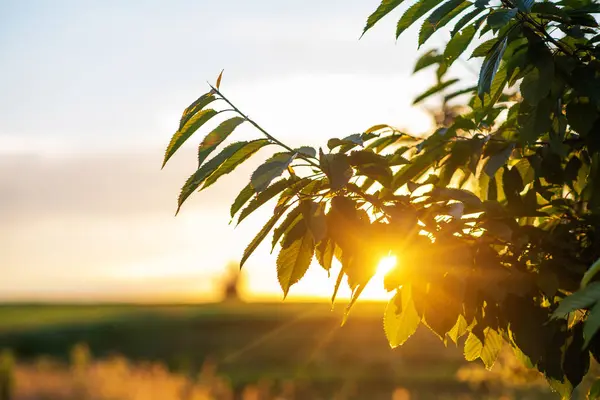 stock image A serene sunset permeates the sky, casting a warm glow on a cluster of fresh, serrated leaves of a cherry tree, accentuating the tranquil expanse of an adjacent farmland