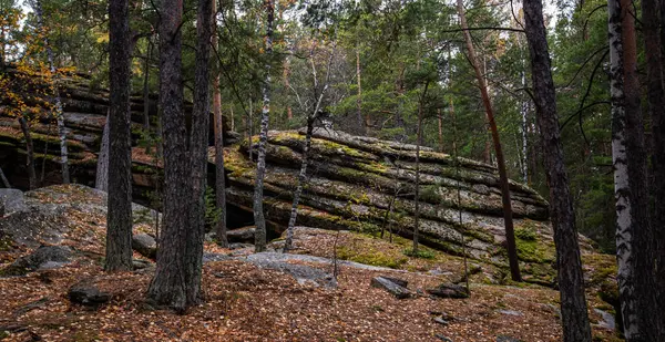 stock image woodland in autumn with towering pine trees. Large stone outcroppings, blanketed with moss, rise in the background, adding a sense of ancient stability.