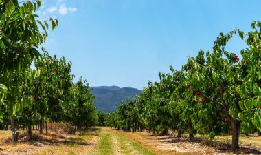 ... yemyeşil yapraklar ve kırmızı kirazlarla dolu bir kiraz bahçesi. Meyve bahçesinin içinden geçen merkezi bir yol, açık mavi gökyüzünün altındaki uzak dağlara doğru gidiyor.