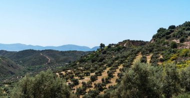 Yuvarlanan tepelerde yayılan zeytin ağaçlarının panoramik görüntüsü, tarımsal güzelliğin ve Akdeniz manzarasının somutlaşması, berrak bir gökyüzünün altında