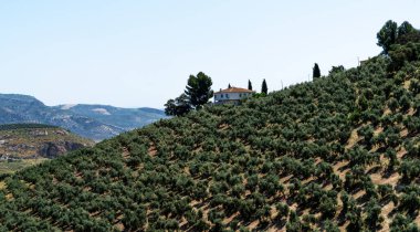 Bir tepenin tepesinde, geniş bir zeytin ağacı koruluğuyla çevrili, dağlık manzaraları açık bir gökyüzünün altına uzanan ıssız bir ev.