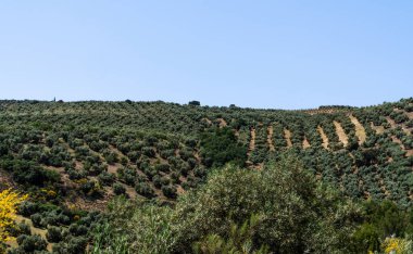 Berrak mavi gökyüzünün altında düzenli sıra zeytin ağaçlarıyla kaplı dalgalanan tepeler, tipik bir Akdeniz tarım manzarasına örnek teşkil ediyor.