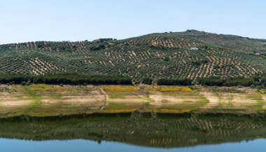 Sakin bir rezervuar, parlak bir gökyüzünün altındaki zeytinliğin yuvarlanan tepelerini yansıtıyor. İspanya 'nın kırsal kesiminin tarımsal manzarasını gözler önüne seriyor..