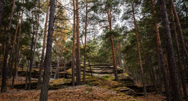 Sonbaharda yüksek çam ağaçları olan bir orman. Yosun kaplı büyük taş çıkıntıları arka planda yükseliyor ve eski bir istikrar hissi yaratıyor..