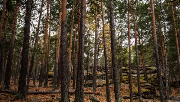 stock image Rustic pine forest with a carpet of fallen needles covering the ground, as the sturdy trunks rise majestically, creating a serene and untouched woodland scene.