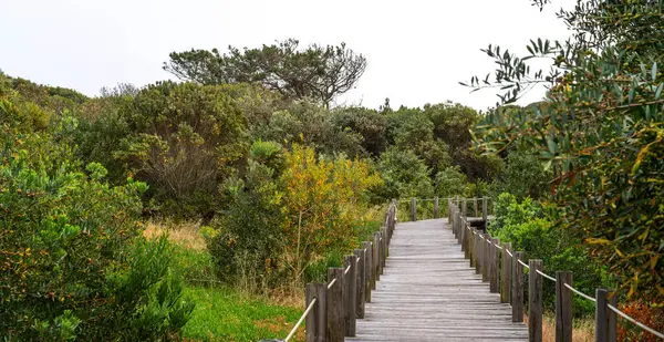 stock image A wooden boardwalk meanders through lush coastal vegetation under cloudy skies, reflecting the tranquil atmosphere of a coastal nature trail on the Portuguese Atlantic coast.