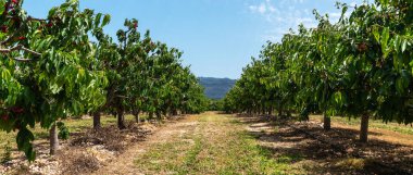 ... yemyeşil yapraklar ve kırmızı kirazlarla dolu bir kiraz bahçesi. Meyve bahçesinin içinden geçen merkezi bir yol, açık mavi gökyüzünün altındaki uzak dağlara doğru gidiyor.