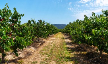... yemyeşil yapraklar ve kırmızı kirazlarla dolu bir kiraz bahçesi. Meyve bahçesinin içinden geçen merkezi bir yol, açık mavi gökyüzünün altındaki uzak dağlara doğru gidiyor.