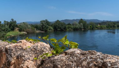 Young plants sprout from a rocky foreground, overlooking the serene flow of a river embraced by lush trees against the backdrop of distant mountains under a clear sky. clipart