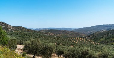 Yuvarlanan tepelerde yayılan zeytin ağaçlarının panoramik görüntüsü, tarımsal güzelliğin ve Akdeniz manzarasının somutlaşması, berrak bir gökyüzünün altında
