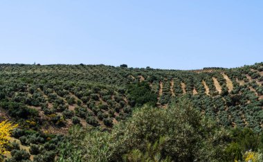 Berrak mavi gökyüzünün altında düzenli sıra zeytin ağaçlarıyla kaplı dalgalanan tepeler, tipik bir Akdeniz tarım manzarasına örnek teşkil ediyor.
