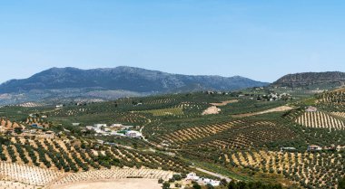 Rolling hills dotted with olive groves stretch towards the mountains under the clear blue sky, showcasing the rural beauty of the Mediterranean landscape. clipart