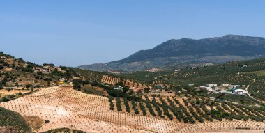 Rolling hills dotted with olive groves stretch towards the mountains under the clear blue sky, showcasing the rural beauty of the Mediterranean landscape. clipart