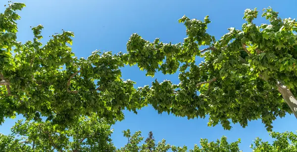 stock image Lush green leaves of sycamore trees form a natural archway against a vibrant blue sky, offering a shaded canopy and a fresh, leafy ambiance.