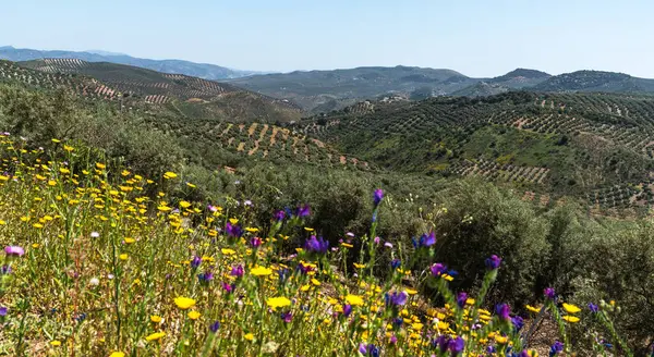 stock image the harmony between agriculture and nature, with a foreground of vibrant wildflowers leading the eye to the orderly olive groves on the rolling hills, under a clear blue sky