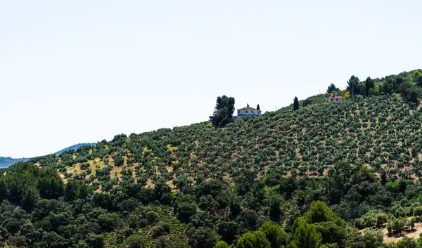 stock image a solitary house atop a hill, surrounded by an expansive grove of olive trees, with mountainous landscapes stretching into the distance under a clear sky