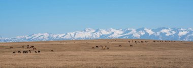 Uçsuz bucaksız altın bozkırlarda otlayan bir at sürüsünün bulunduğu pastoral bir manzara, berrak mavi gökyüzünün altında yüksek kar tepeli dağların çarpıcı zeminine kurulmuş.